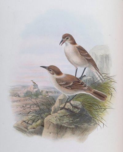 Pseudopodoces humilis von John Gould